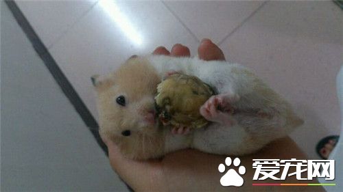 金丝熊拉稀怎么办 便泌时可用食用橄榄油