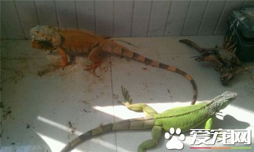 绿鬣蜥蜕皮 绿鬣蜥蜕皮快点的有几个方法