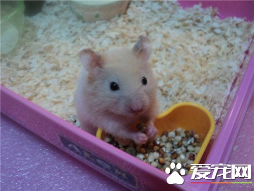 金丝熊皮肤病 金丝熊皮肤病的治疗方法