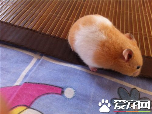 金丝熊感冒了怎么办 板蓝根1到2粒兑水