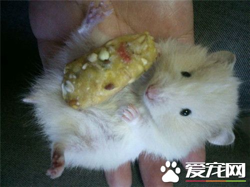 金丝熊眼睛出血 金丝熊眼睛出血是怎么回事