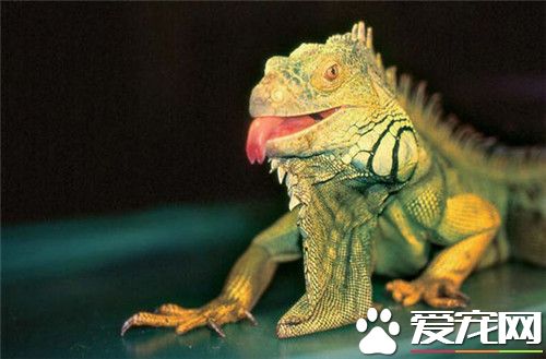 绿鬣蜥训练 一定要注重训练的方法和重点