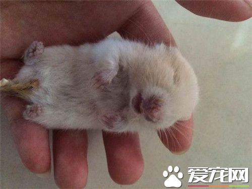 金丝熊哪里买 一般的花鸟市场都有买