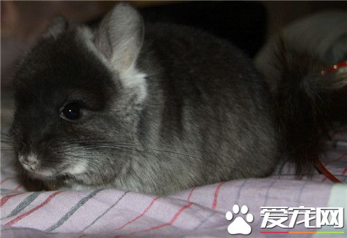 丝绒黑龙猫价格 一般价格在2000到3000元