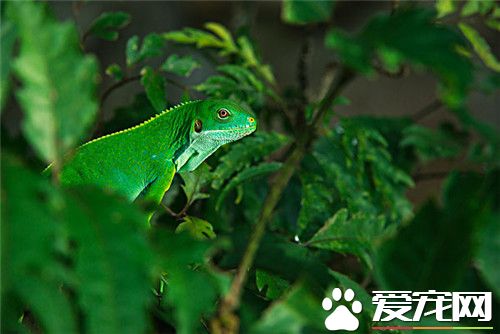 斐济鬣蜥价格 斐济鬣蜥被列为濒临物种