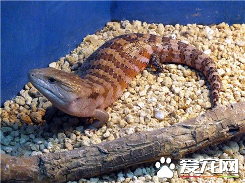 盾甲蜥价格 价格差不多就在600元左右