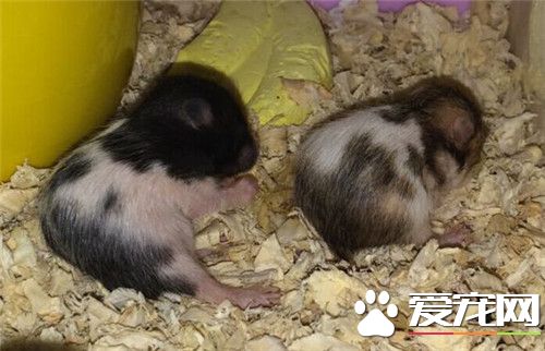 金丝熊感冒症状 金丝熊显得疲倦鼻塞和发抖