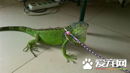 绿鬣蜥哪里买 可去各地的花鸟市场购买