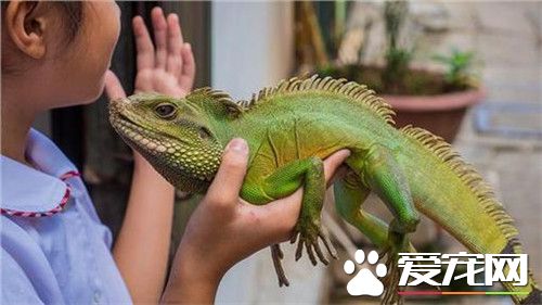 绿鬣蜥哪里买 可去各地的花鸟市场购买