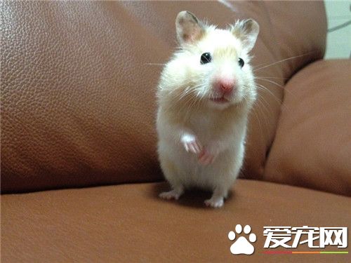 金丝熊抽搐 金丝熊抽搐用硫酸庆大霉素胶囊