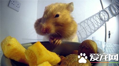 金丝熊哪里买 一般的花鸟市场都有买