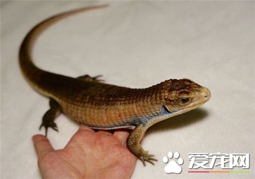 盾甲蜥价格 价格差不多就在600元左右