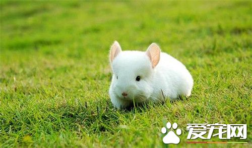 银斑龙猫多少钱一只 特别纯能卖个7到8百