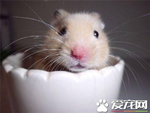 金丝熊怎么训练 金丝熊的训练最好尽早