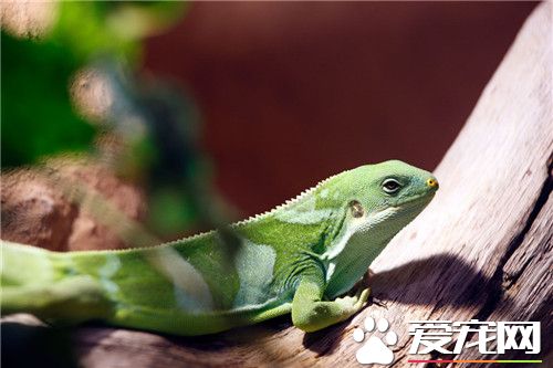 斐济鬣蜥价格 斐济鬣蜥被列为濒临物种