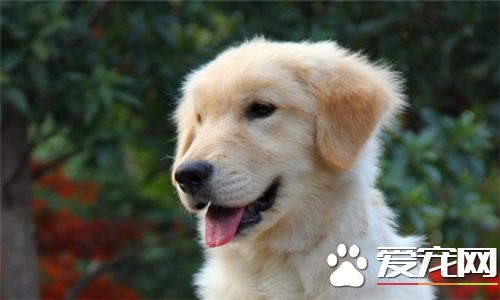 金毛寻回犬饲养要点 不要数日不换陈水