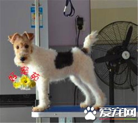 刚毛猎狐梗怎么选 刚毛猎狐梗选购技巧