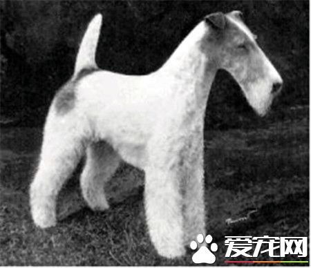 刚毛猎狐梗怎么选 刚毛猎狐梗选购技巧