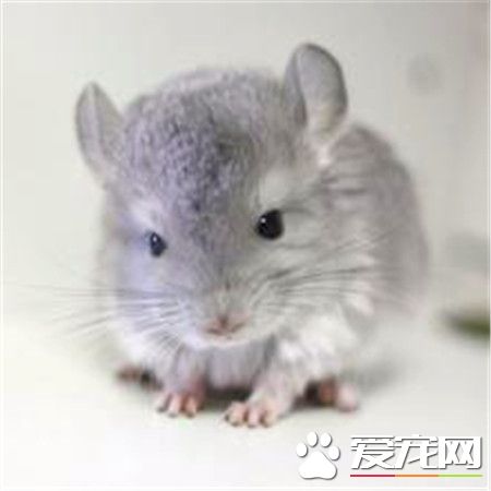 标准灰龙猫价格 一般价格在500到1000不等