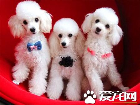 贵宾犬和泰迪的价格 不同的颜色价格相差很多