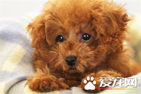 贵宾犬寿命 贵宾犬平均寿命14至17岁左右