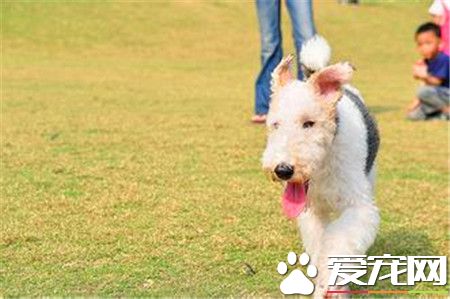 刚毛猎狐梗先天疾病 癫痫发作是遗传病