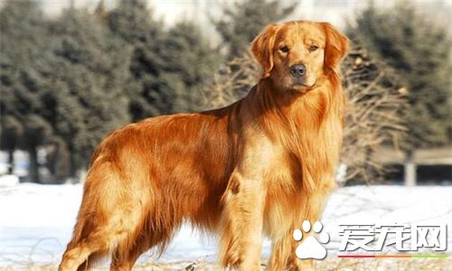 金毛寻回犬耐寒程度 比一般的狗耐寒能力强