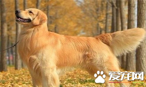 金毛寻回犬耐寒程度 比一般的狗耐寒能力强