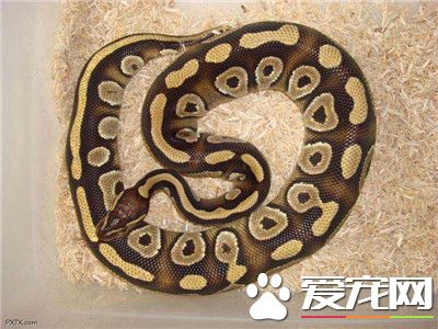 球蟒饲养环境 湿度保持在60%左右就可以