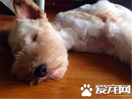 刚毛猎狐梗如何训练 要在固定的地点放一个便盆