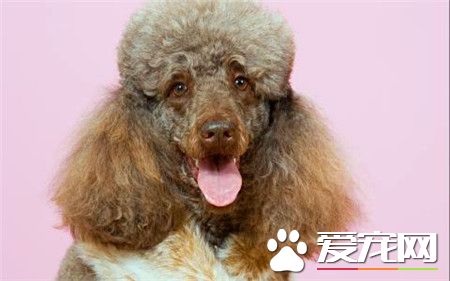 贵宾犬和泰迪的价格 不同的颜色价格相差很多