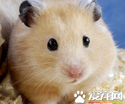 布丁仓鼠多少钱一只 价格一般10到15元