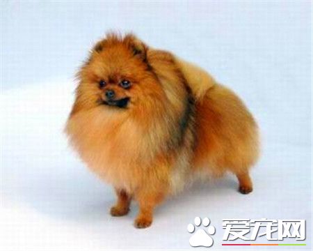 哈多利博美犬价格 价格一般在1到3万不等