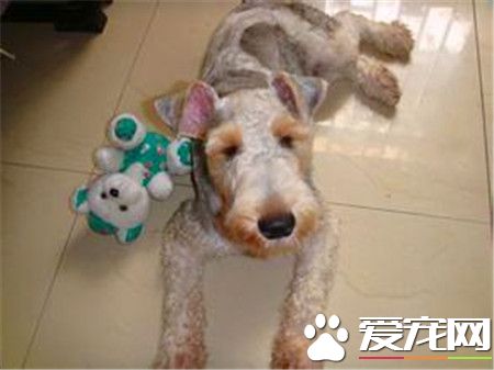 刚毛猎狐梗先天疾病 癫痫发作是遗传病