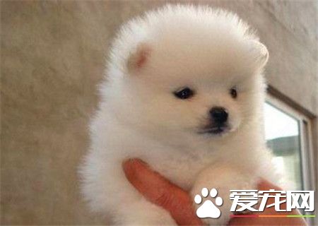 哈多利博美犬价格 价格一般在1到3万不等