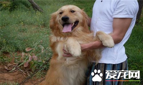 金毛寻回犬皮肤病 金毛犬皮肤病的治疗方法