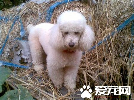 贵宾犬细小病毒治疗 细小病毒治疗需要注意事项