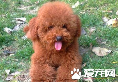 贵宾犬和泰迪的价格 不同的颜色价格相差很多