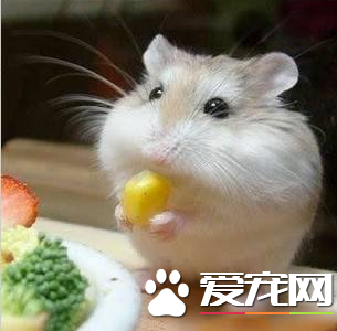 布丁仓鼠多少钱一只 价格一般10到15元