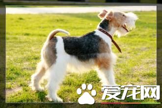 刚毛猎狐梗怎么选 刚毛猎狐梗选购技巧