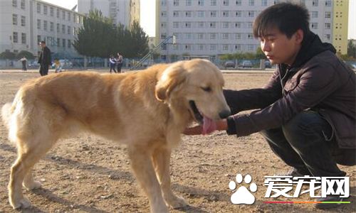 金毛寻回犬来源 金毛寻回犬的品种产生