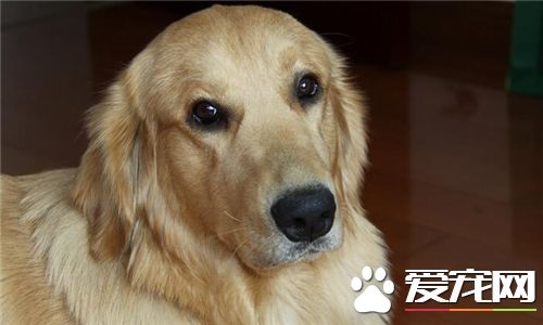 金毛寻回犬能看家么 金毛寻回犬不适合看家