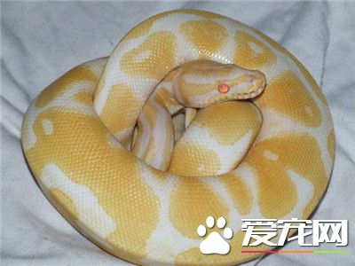 球蟒有毒吗 球蟒是没有毒的蛇类品种