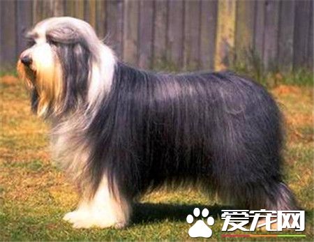 古代长须牧羊犬的价格 价格大约为1000到3000元