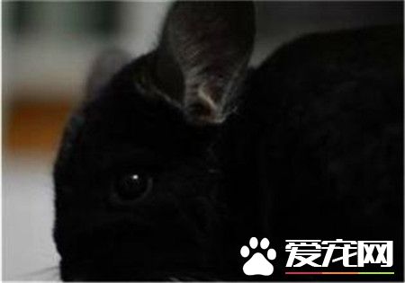 纯黑龙猫价格 目前市场价格在5000以上