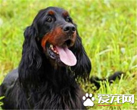 哥顿雪达犬价格 价格大约为1000到30000元