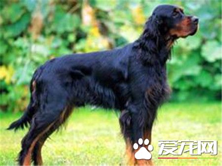 哥顿雪达犬价格 价格大约为1000到30000元