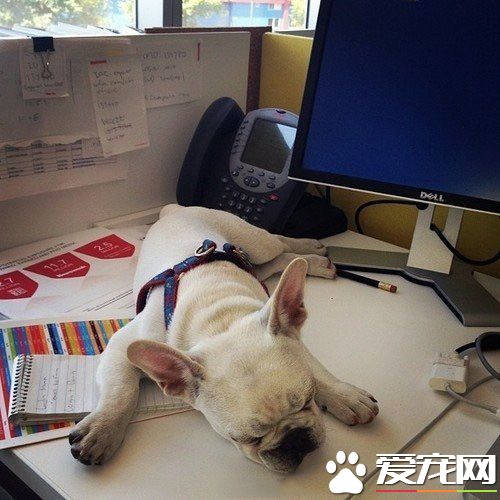 加班狗真是太辛苦了，趴在桌子上就睡着了