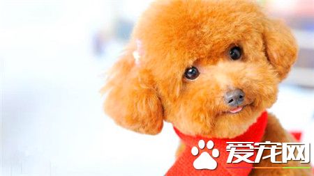 贵宾犬皮肤病怎么治疗 贵宾犬皮肤真菌治疗方法