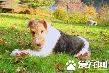 刚毛猎狐梗先天疾病 癫痫发作是遗传病